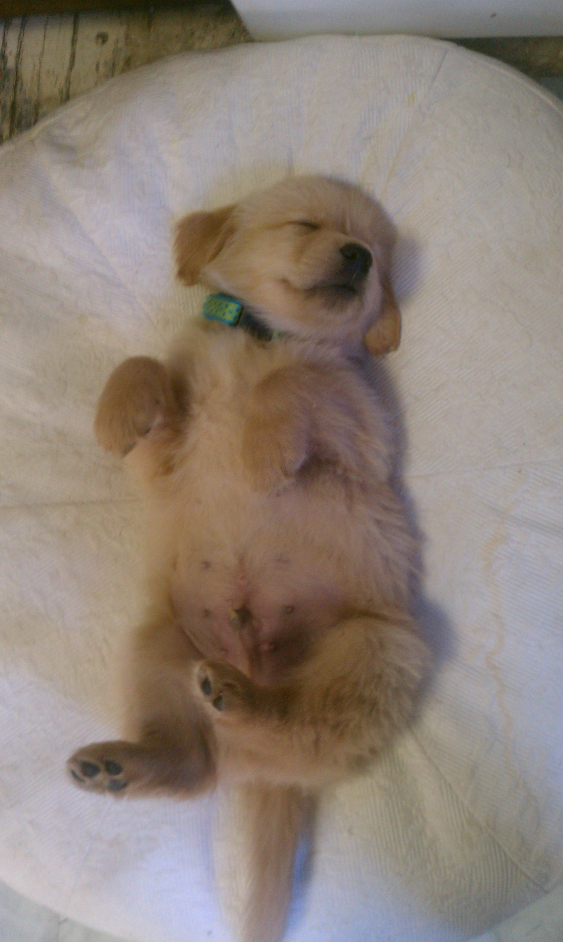 cute puppy in bed