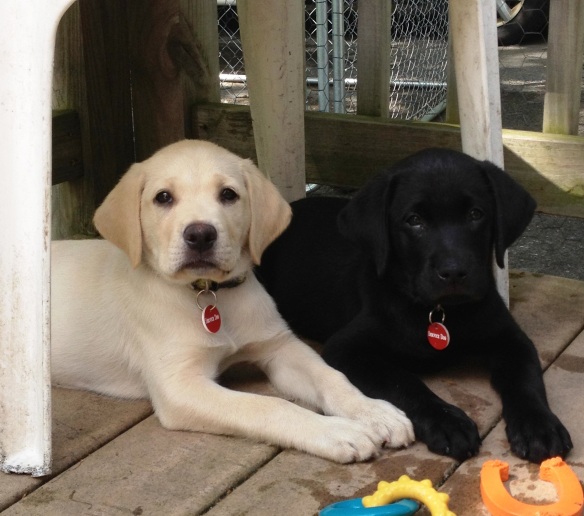 (2012-05) atticus (right) with his brother Radar